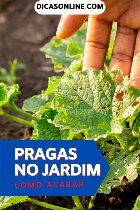 Veja como eliminar Formigas cochonilhas lagartas e pulgões das suas