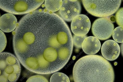 Volvox Green Algae Light Micrograph Stock Image C0281361