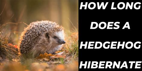 How Long Does a Hedgehog Hibernate?