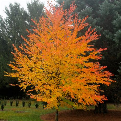 Japanese Katsura Tree Seeds Seedtopia