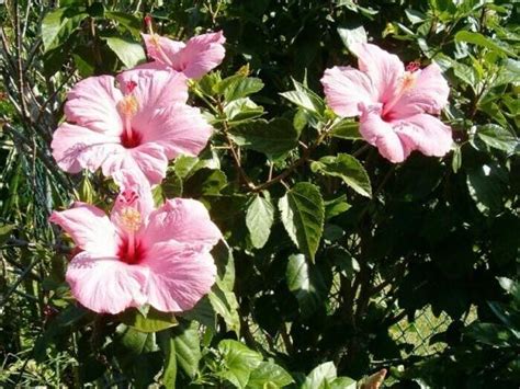 Саженцы гибискуса бледно-розового купить в Москве по цене от 890 рублей