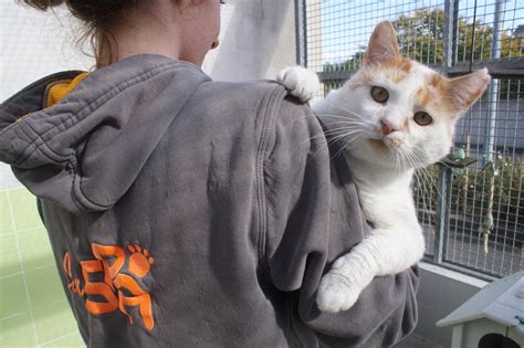 Cotentin Adoption D Animaux Au Refuge De La Spa Les Portes Ouvertes