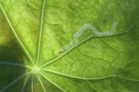 Potato Leaf Miner Liriomyza Huidobrensis INaturalist