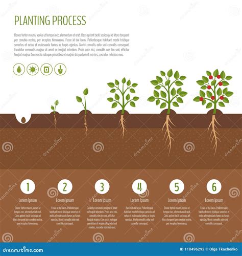 Planting Tree Process Infographic Tree Growth Stock Vector