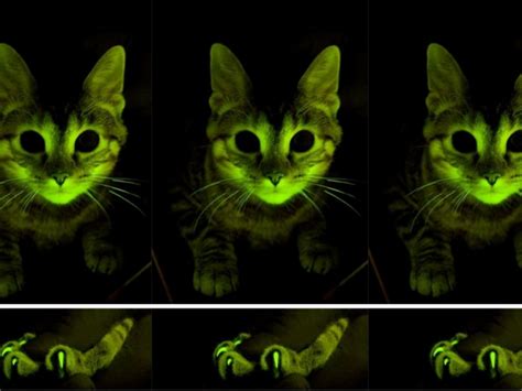 Bioluminescent Cats