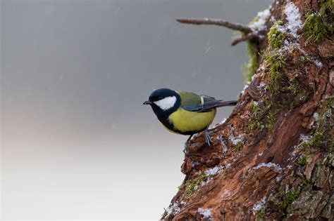 Oiseaux En Alsace