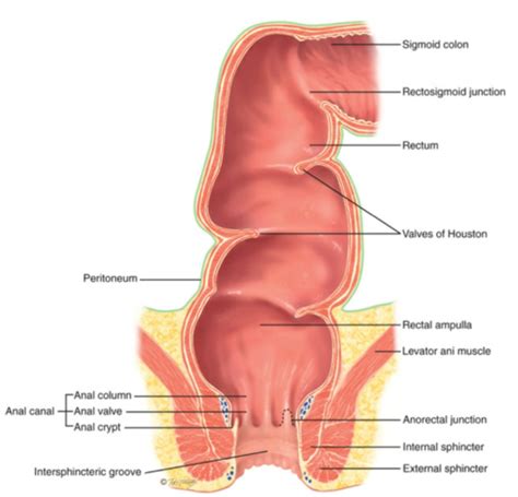 Exam Chapter Anus Rectum And Prostate Flashcards Quizlet