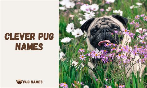 250 Clever Pug Names for Your Best Friend - PugNames.net