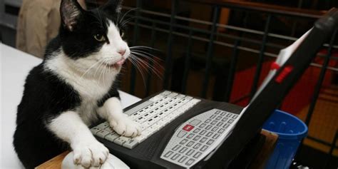 Top 150 Imagenes De Gatos Trabajando Destinomexico Mx