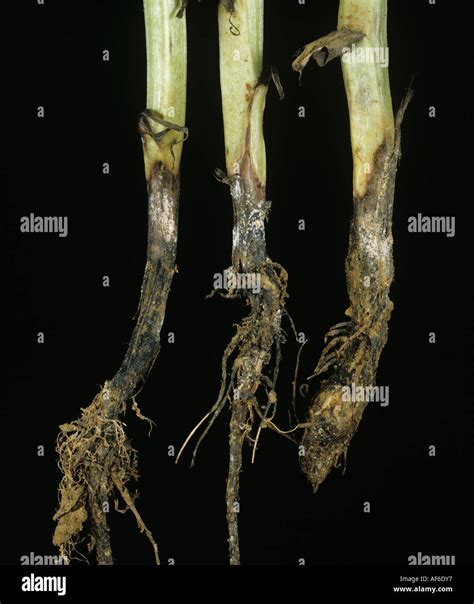 Fusarium Solani