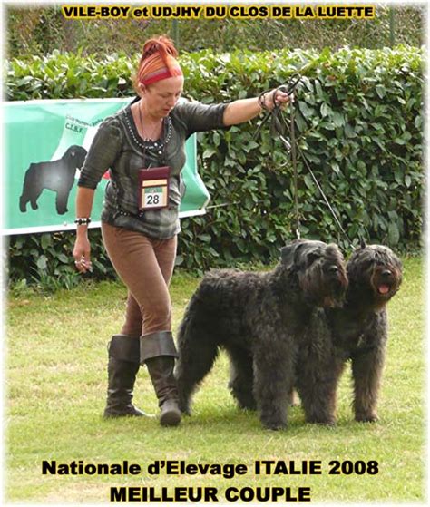 Bouvier Des Flandres Expositions Canines Nationales Et Internationales