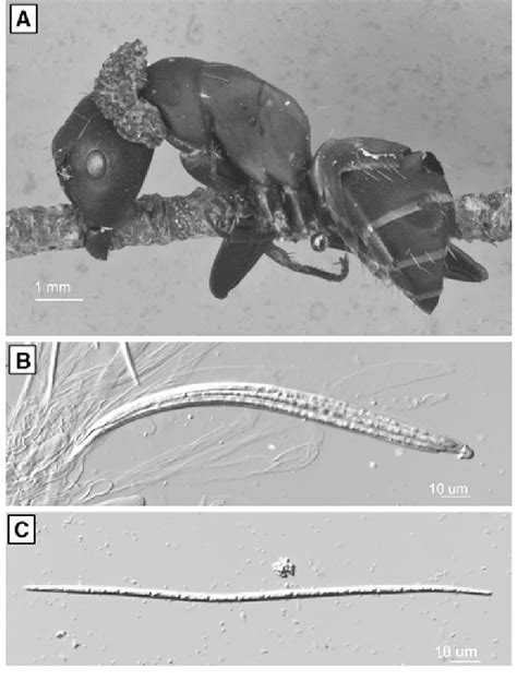 Ophiocordyceps Pulvinata Tns F 30045 A Growth Habit On Adult Download Scientific Diagram