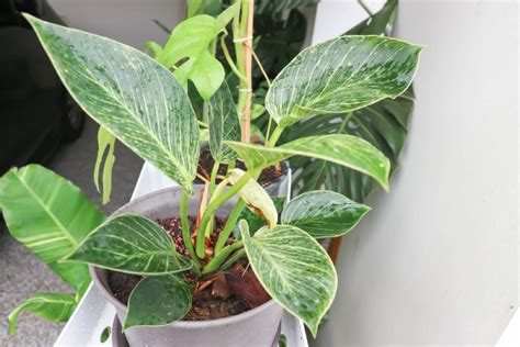 How To Prune Split Leaf Philodendron Expert Tips And Guidelines Foliage Friend Learn About