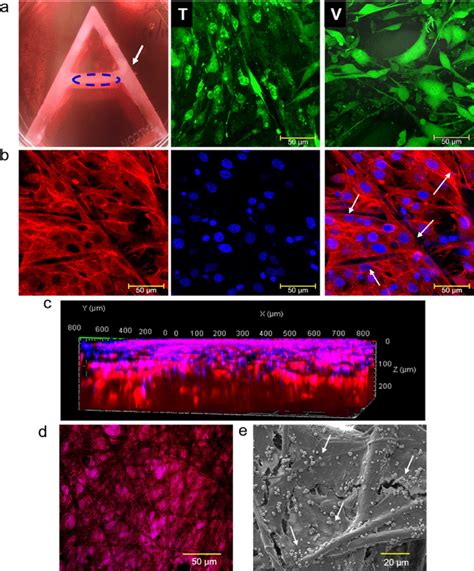 In vitro 3D cell culture on AJ-produced scaffolds and cell−scaffold ...