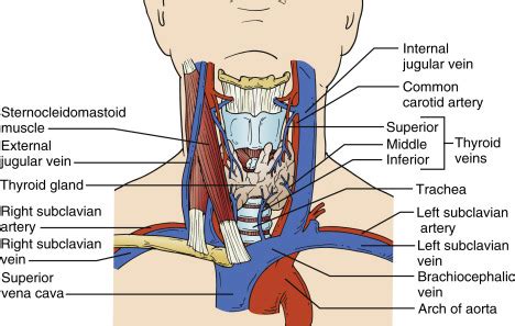 Central Line Placement Anatomy