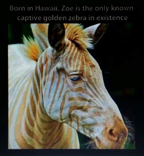 Golden Zebra Rare Animals Cute Animals Animals