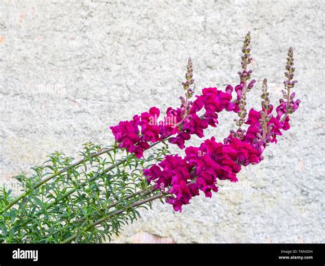 Antirrhinum Snapdragons Hi Res Stock Photography And Images Alamy