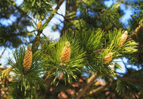 35 Types Of Evergreen Trees Earth S Spectacular Gems