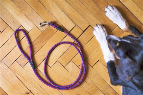 Leash Training Your Dog — 5 Proven Steps To Success