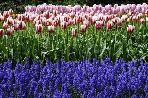 Tulip garden stock image. Image of tulip, garden, spring - 9758919