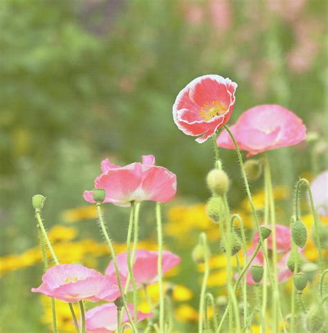 Pink Poppies Photograph By Kim Hojnacki Pixels