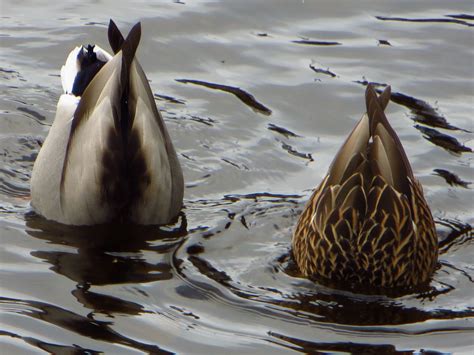 Two Ducks Are Swimming In The Water Together