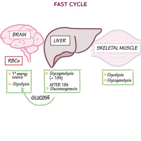 Biochemistry Glossary Feed Fast Cycle Ditki Medical And Biological Sciences