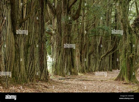 tree trunks close  stock photo alamy