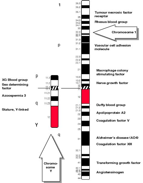 Human Chromosome Gene Map - ielalar