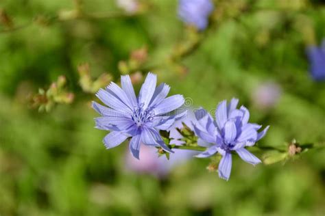 Closeup Of Chicory Cichorium Intybus Flowers Along Hiking Trail At