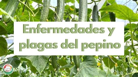 Enfermedades De La Planta Del Pepino Actualizado Octubre