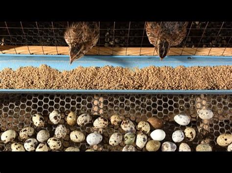 Como Fazer Um Viveiro Para Codornas Rolagem De Ovo Sem Gastar Muito