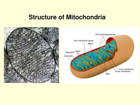 Ppt Mitochondria Powerpoint Presentation Free Download Id 9341041