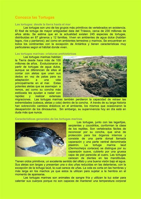 Especies Tortugas Marinas Del Mundo Pdf