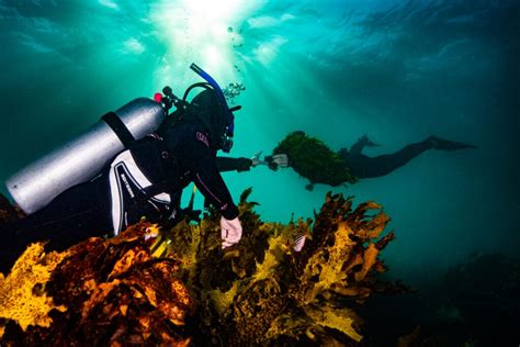 Hot Seaweeds Are Having Sex In Your Area And We Funded It We Are Explorers