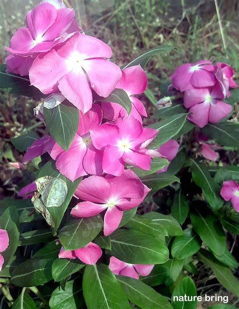 How To Grow Vinca Growing Periwinkle In Pots Periwinkle Naturebring