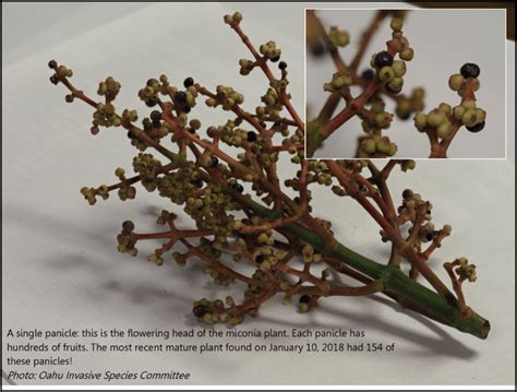 Panicle — Oahu Invasive Species Committee (OISC)