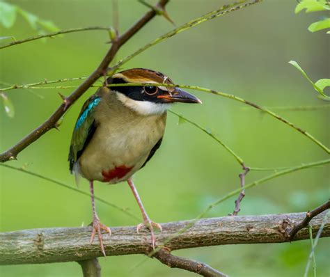 Birding Shanghai In September 2023 10 000 Birds