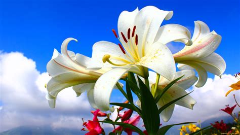 Lily Flower Wallpapers Wallpaperboat