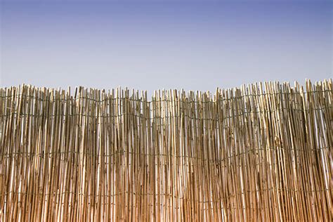 70+ Bamboo Privacy Fence Stock Photos, Pictures & Royalty-Free Images ...