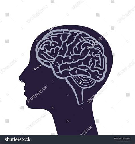 Human Head Brain Silhouette Illustration Stock Vector Royalty Free