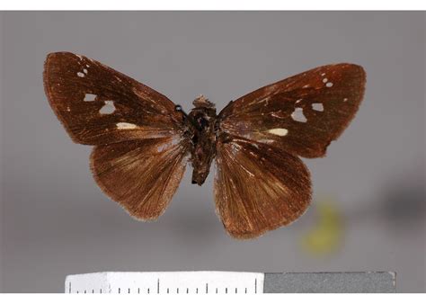 Phanes Almoda Specimen Bmnh