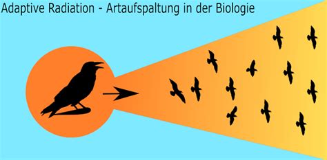 Adaptive Radiation Step By Step Erkl Rt