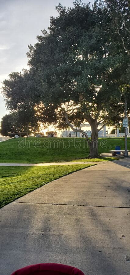 Trees Against The Backdrop Of The Sea And Buildings Of Downtown Los