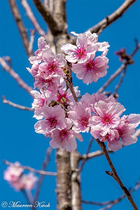 Hong Kong 7772 Hong Kong Cherry Blossom Maureen Kwok Flickr