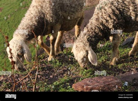 Two Lamb Eating Grass In Cold Weather Stock Photo Alamy