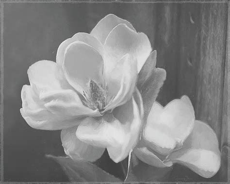 Sweet Magnolia Blossom Bw Mixed Media By Teresa Wilson Fine Art America