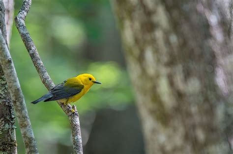 Study reveals key locations for declining songbird