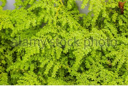 Hojas De Una Planta Suculenta Llamada Crassula Ovata Gollum Nmente