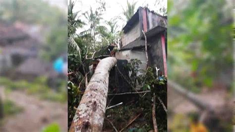 Pohon Albasia Berukuran Besar Tumbang Timpa Rumah Warga Ciamis Korban